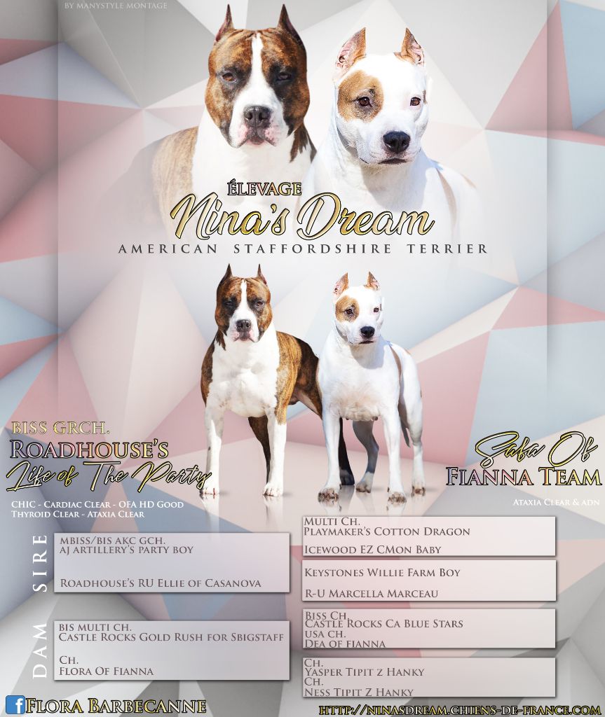 Nina's Dream - American Staffordshire Terrier - Portée née le 19/02/2019