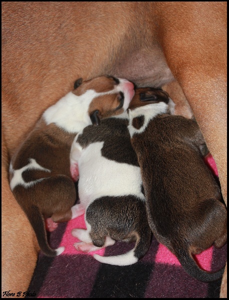 Nina's Dream - American Staffordshire Terrier - Portée née le 05/05/2013